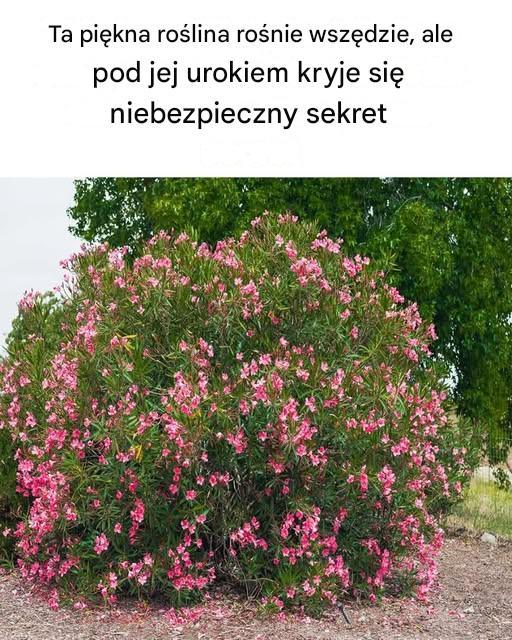 Ta piękna roślina rośnie wszędzie, ale pod jej urokiem kryje się niebezpieczny sekret