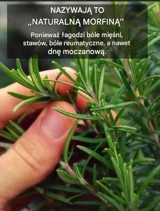 Jak obficie uprawiać rozmaryn w domu.