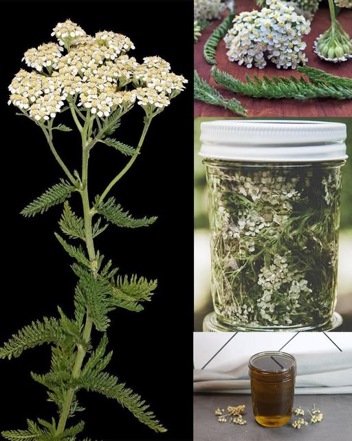 Yarroway: zioło, które może uratować dzień