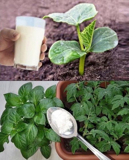 Soda oczyszczona to najlepszy przyjaciel ogrodnika: oto 10 sprytnych sposobów jej wykorzystania w ogrodzie.